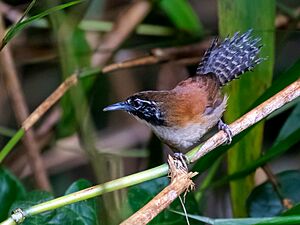Pheugopedius coraya - Coraya Wren; Presidente Figueiredo, Amazonas, Brazil.jpg