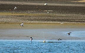 Pied kingfisher fishing