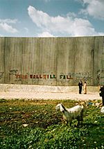 Qalqilya wall and sheep