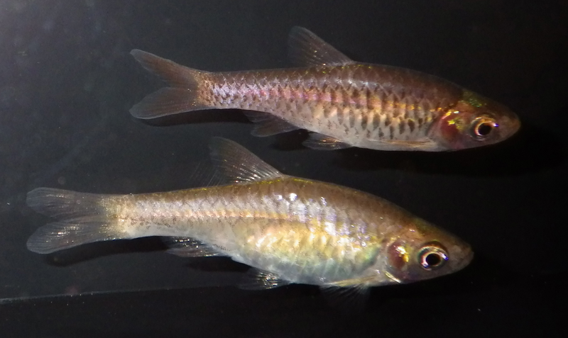 Rasbora vulcanus pair