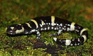 Ringed Salamander (Ambystoma annulatum) (43505895580).jpg