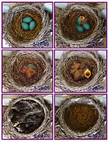 Robin eggs flying in 3 weeks - by Volkan Yuksel