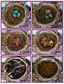 Robin eggs flying in 3 weeks - by Volkan Yuksel