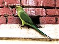 Rose-ringed parakeet (female) in New Delhi