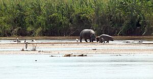 Rusizi NP hippopotamus