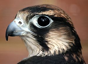 Saker Falcon profile shot