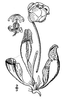 Sarracenia purpurea - anatomical sketch