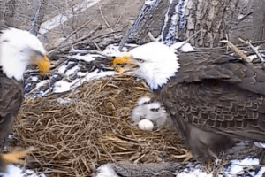 Second Decorah eaglet born in 2014