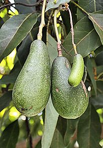 Seedless Avocado in Mexico
