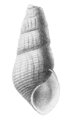Semisulcospira libertina shell 2