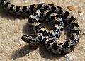 Short-tailed Snake