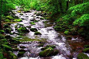 Smoky Mountains Stream (Explored 6-30-20) - Flickr - mrksteele04