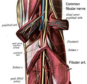 SoleusAndArch