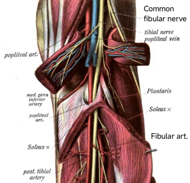 SoleusAndArch