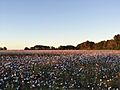 South Georgia Cotton Field - panoramio (2)