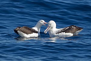 Southern Royal Albatrosses beaking - SE Tasmania