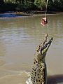 Springende Krokodile im Adelaide River Mike Krüger 070509 1