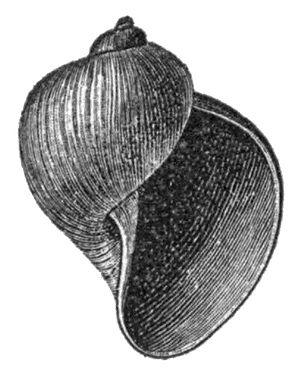 Stagnicola utahensis