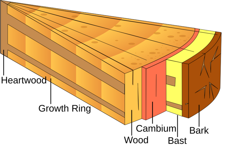 Stamm-en-text40pt