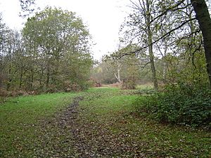 Stanmore Common - geograph.org.uk - 86005