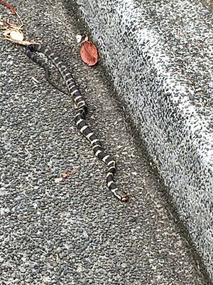 Stephen's Banded Snake on Roadside