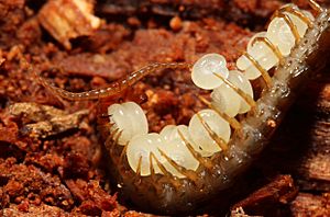 Strigeria Centipede guarding eggs