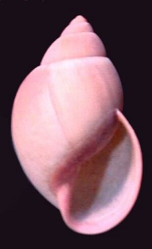 Strophocheilus oblongus 004