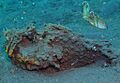 Synanceia horrida Lembeh2