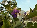 Thai eggplant flowers-KayEss-2