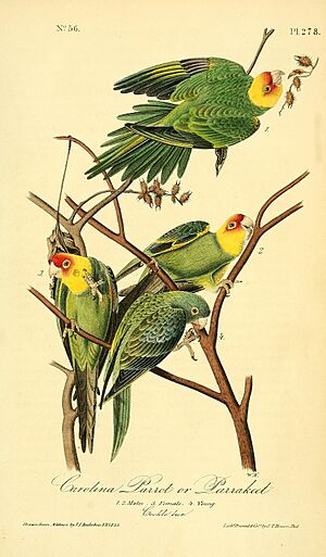 The birds of America (Pl. 278) (8576561959).jpg