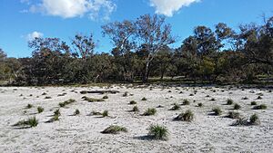 Thomsons Lake - surrounding bush & forest no 7