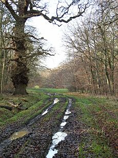 Track, Holliday's Plain - geograph.org.uk - 110872