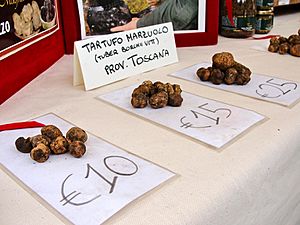 Truffes de Toscane, Tuber borchii vitt. ou Tuber Albidum Pico, dite truffe blanche de Mars.jpg