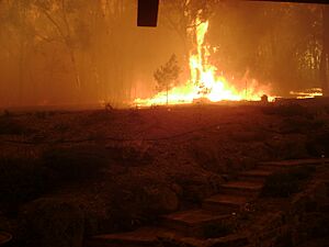 Victorian 2009 Bushfires - Steels Creek 1