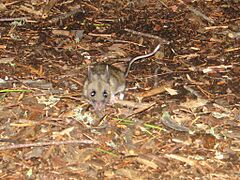 White-footed Mouse, Quetico