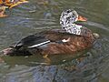 White-winged Wood Duck (Cairina scutulata) RWD