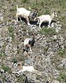 Wild goats on Brean Down, Somerset, England arp