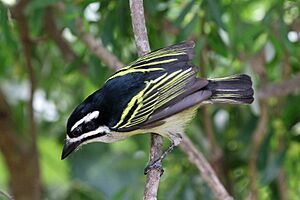 Yellow-rumped Tinkerbird.jpg