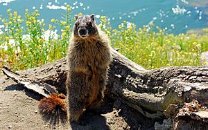 Yellow Bellied Marmot (3516840552)