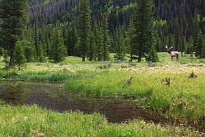 A462, Rocky Mountain National Park, Colorado, USA, bull elk in meadow, 2016