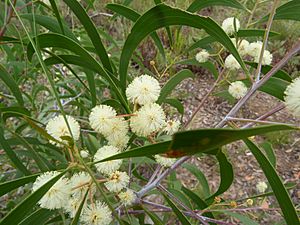 Acacia implexa flowers 1