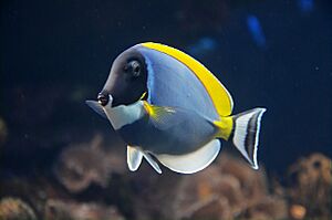 Acanthurus leucosternon in UShaka Sea World 1090.jpg