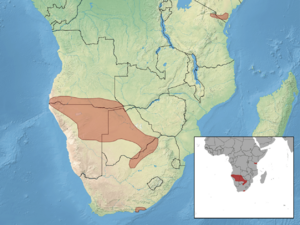 Acontias percivali distribution (colored).png