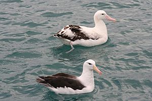 Albatross and Mollymawk comparison