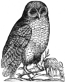 Aldrovandi Owl