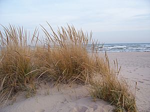 Photograph of a sandy beach on a lake; a desiccated stand of beachgrass is in the foreground.