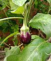 An eggplant fruit developing on the plant in Howrah district of West Bengal, India