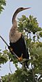 Anhinga anhinga -near Lake Apopka, Florida, USA -female-8