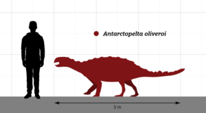 Antarctopelta Size Comparison