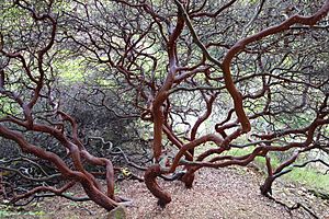 Arctostaphylos purissima - Regional Parks Botanic Garden, Berkeley, CA - DSC04564.JPG